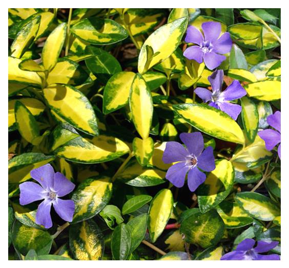 Vinca: 'Illumination Periwinkle' - 9cm