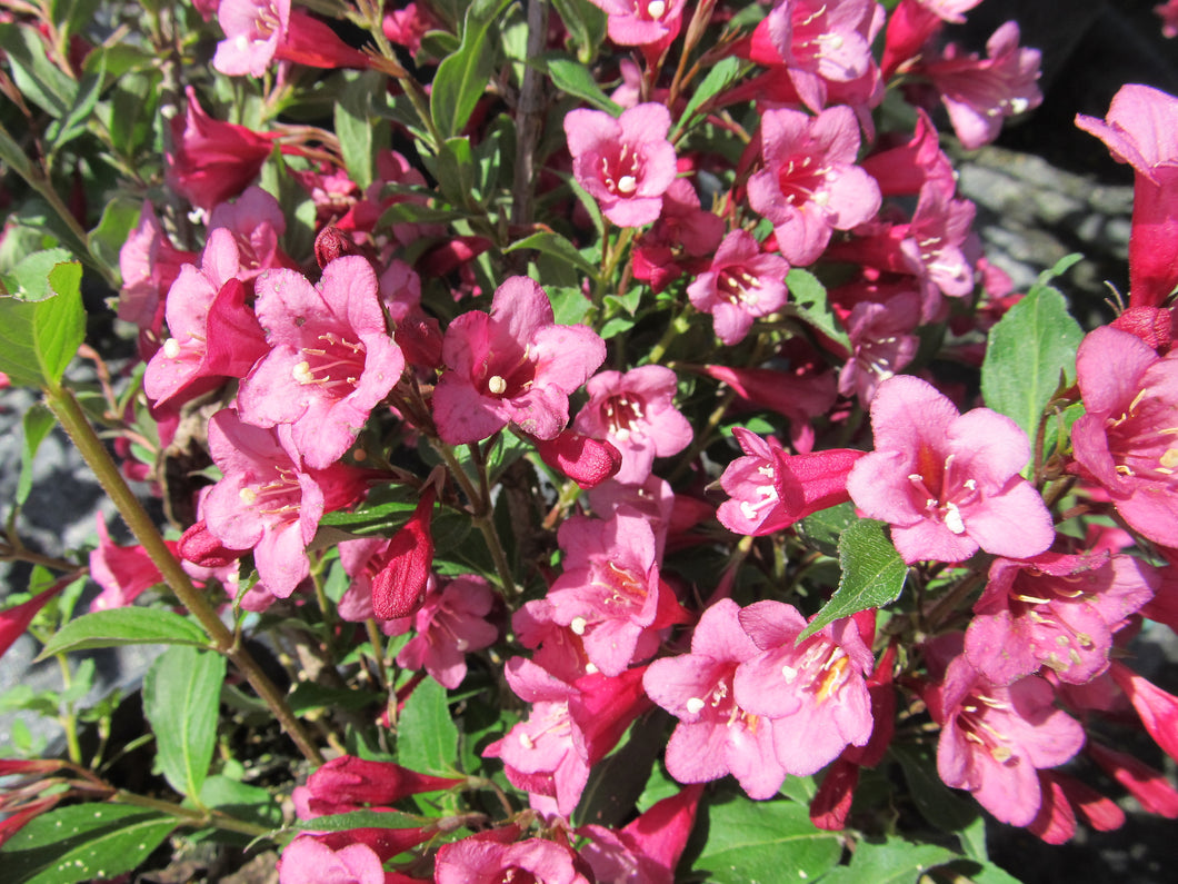 Weigela :  'Rumba' (Au)