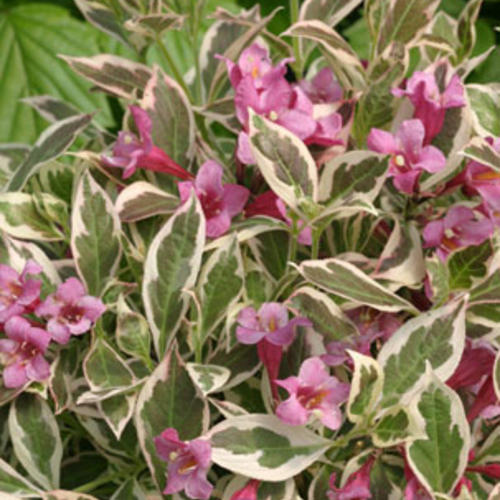 Weigela :  'My Monet'™  8