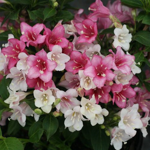 Weigela :  'Czechmark Trilogy'™ 8