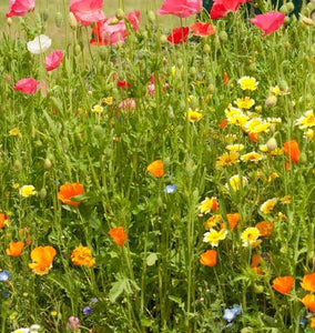 Wildflowers - Bee Garden Blend