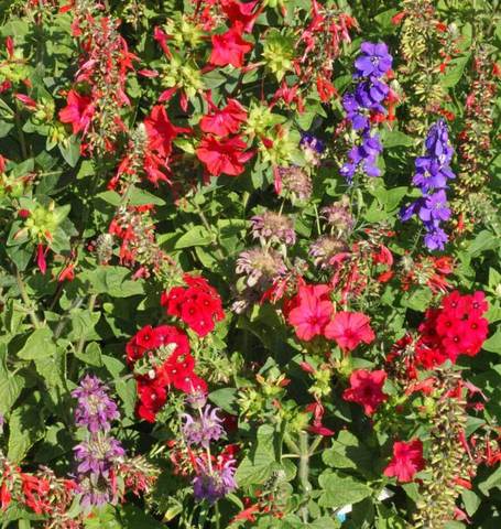 Wildflower: Hummingbird Blend (approx. 217 sq ft)