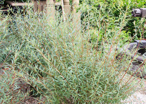 Willow:   'Purple, Canyon Blue'