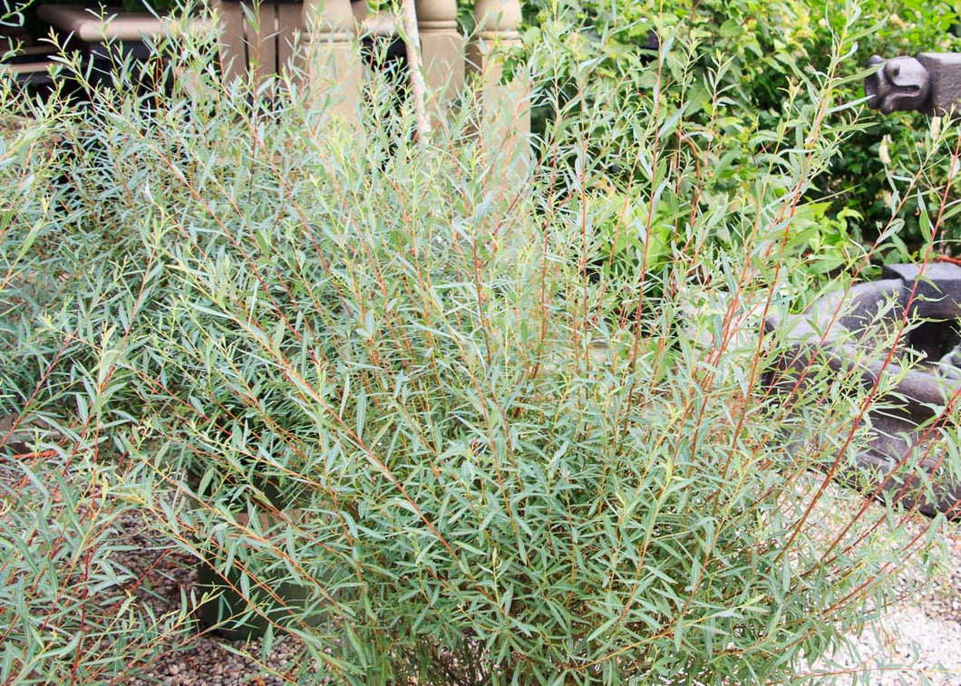 Willow:   'Purple, Canyon Blue'