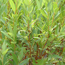 Load image into Gallery viewer, Willow: 'Flame' - 1 Gal (Jf)
