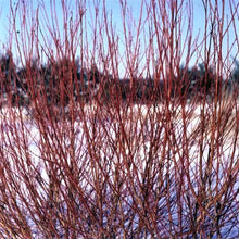 Load image into Gallery viewer, Willow: 'Flame' - 1 Gal (Jf)

