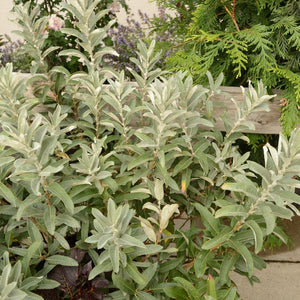 Willow:  'Iceberg Alley' - 2Gal (Jf)