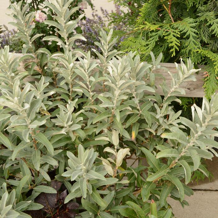 Willow:  'Iceberg Alley' - 2Gal (Jf)