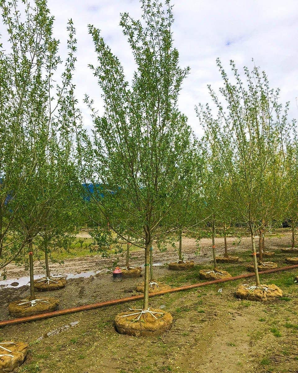 Willow:  'Laurel Leaf'