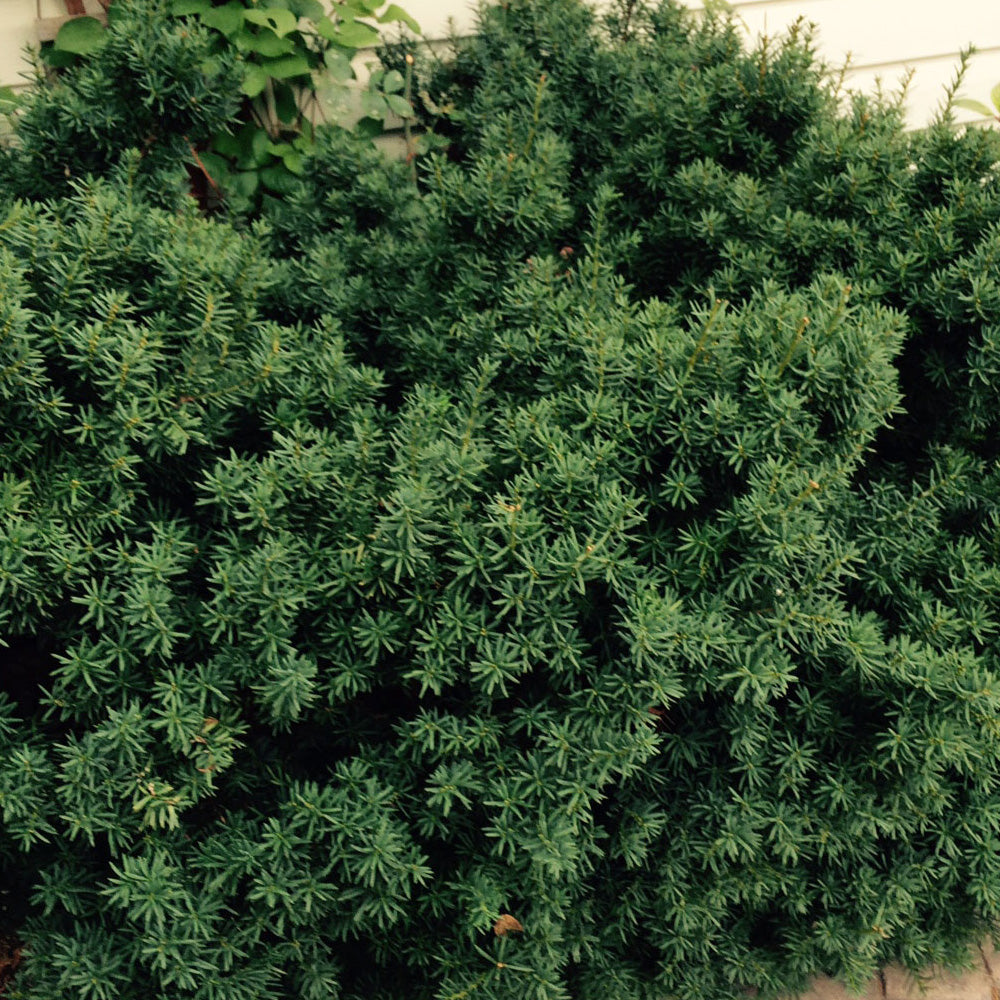 Yew: Morden Upright - (BL)
