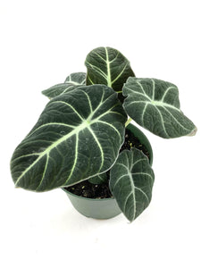 Alocasia Black Velvet