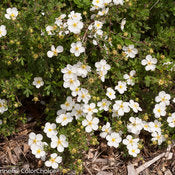 Potentilla:  'Happy Face® White' - 8