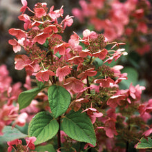 Load image into Gallery viewer, Hydrangea:  &#39;Quick Fire®&#39;  (PW) (Bl)
