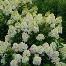 Load image into Gallery viewer, Hydrangea:  &#39;Quick Fire®&#39;  (PW) (Bl)
