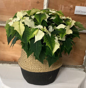 Poinsettia