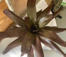 Load image into Gallery viewer, Bromeliad: Burgundy 4&quot;
