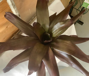 Bromeliad: Burgundy 4"