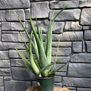 Aloe Vera 1 gal