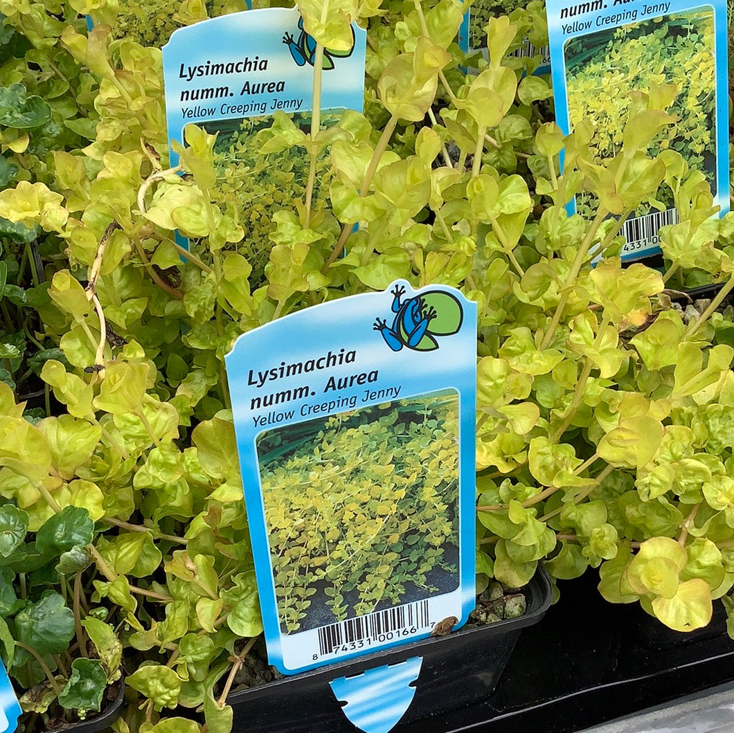 Creeping Jenny: 'Golden' - 9cm