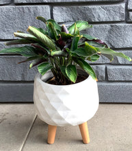 Load image into Gallery viewer, 9.5" "Hanna" Round Plant Pot with Legs

