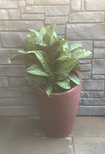 Modern Uno planter - Wine