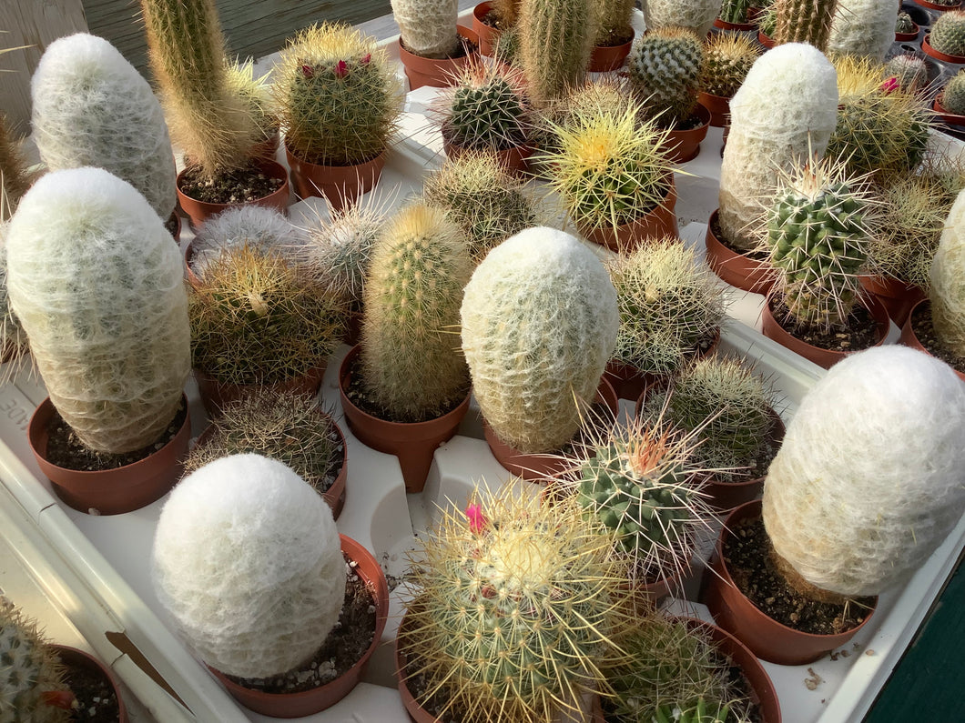 2.5” Assorted Cactus