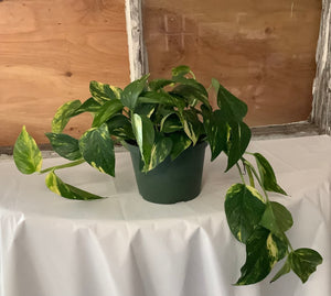 Pothos: Hawaiian 4"