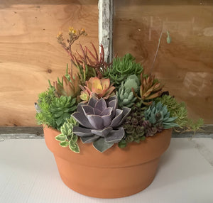 10" Terra Cotta Succulent Bowl