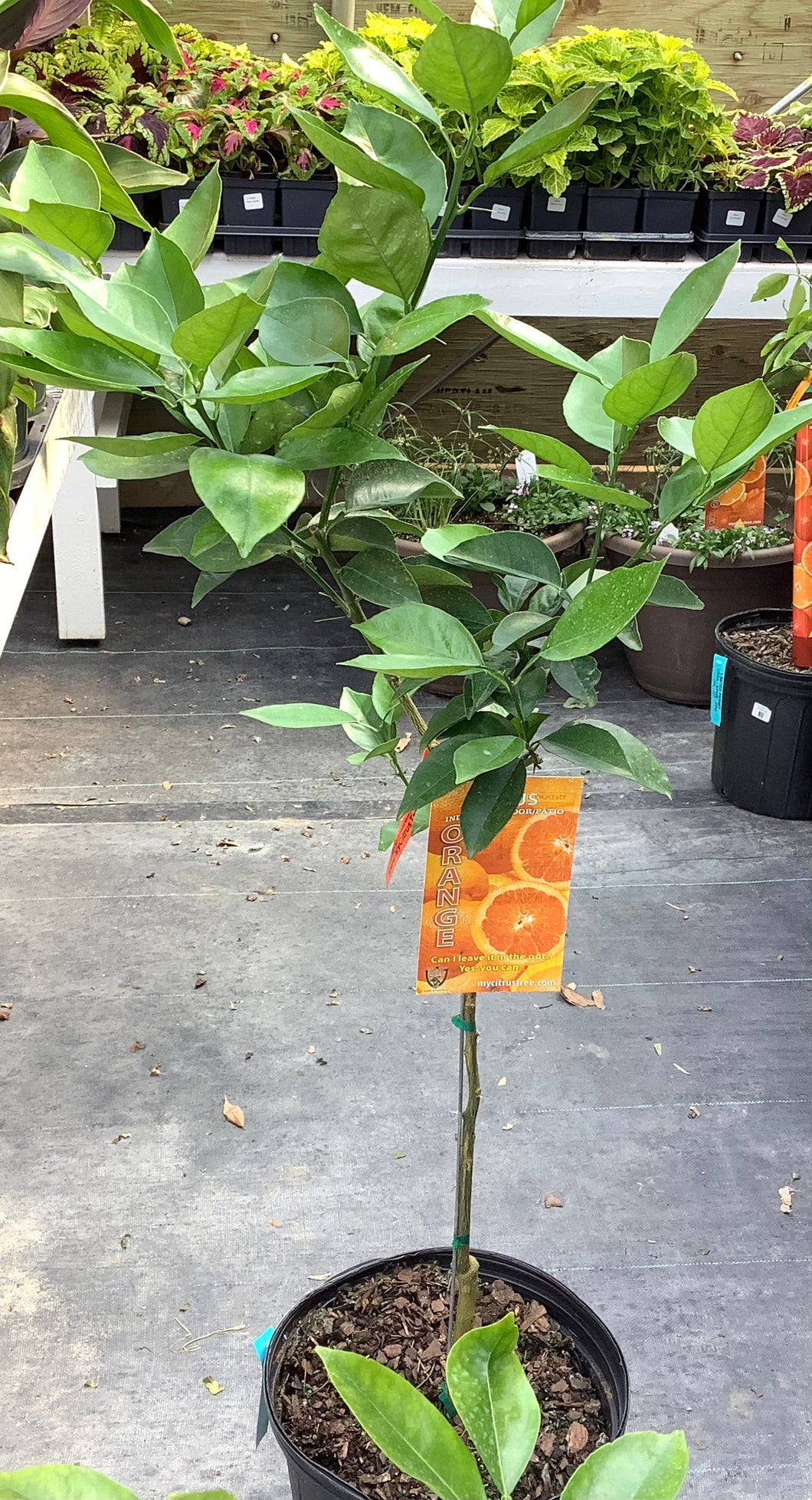 Citrus: Orange Valencia Standard 12