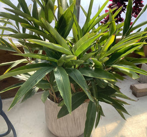 Ginger Alpinia Zerumbet - 1 Gal