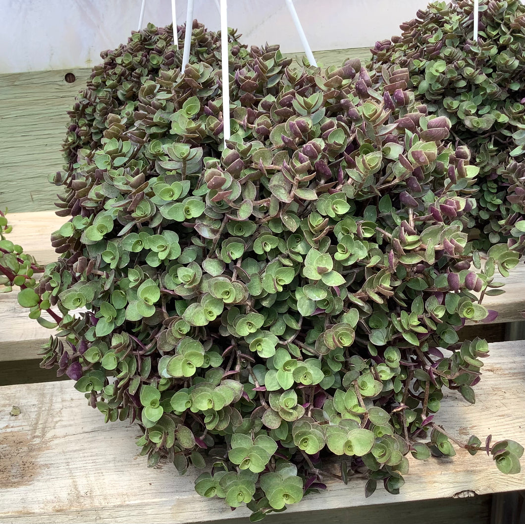 Bolivian Tradescantia White Hanging Basket 6