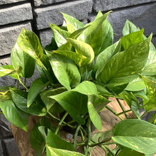 Load image into Gallery viewer, Pothos: Golden 6.5” Hanging
