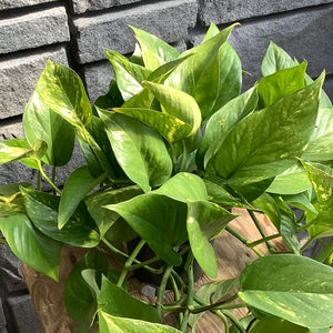 Pothos: Golden 6.5” Hanging