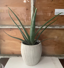 Load image into Gallery viewer, Aloe Vera 1 gal
