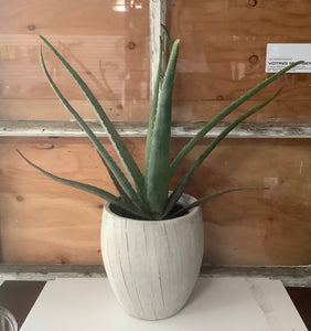 Aloe Vera 1 gal