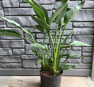 Bird of Paradise Orange (3ppp) 10"