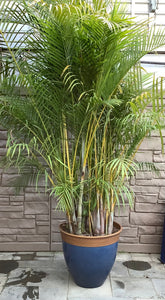 Palm Dypsis Potted in Blue Bamboo Rim Pot 22.25"