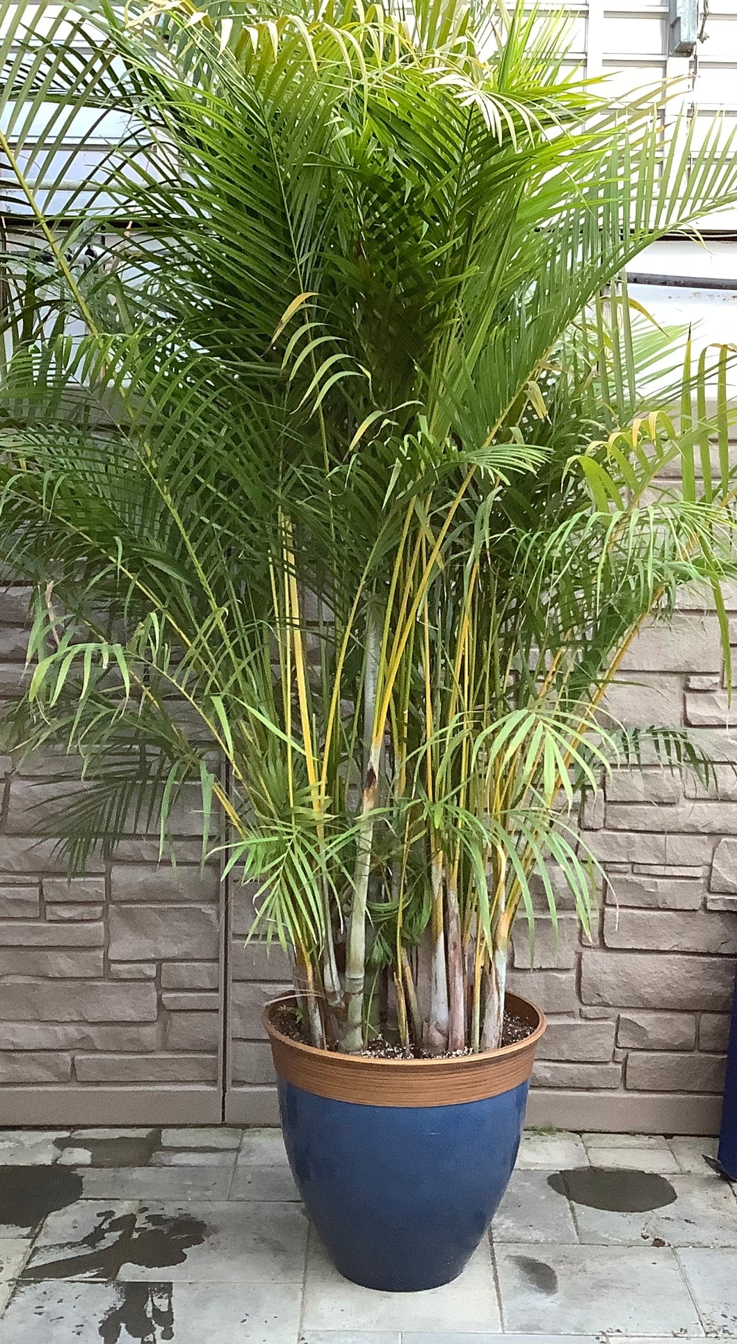 Palm Dypsis Potted in Blue Bamboo Rim Pot 22.25