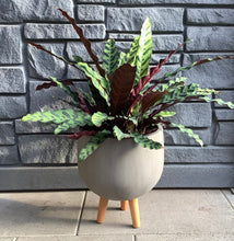 Load image into Gallery viewer, Monica Planter Pot with Legs - Brown
