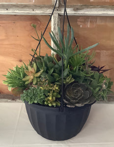 Mixed Succulent Hanging Basket Black 11"