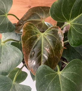 Anthurium Aren't You Orange 8"