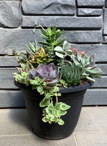 Black Round with Mixed Succulents 3 gal