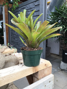 Bromeliad Fireball 4"