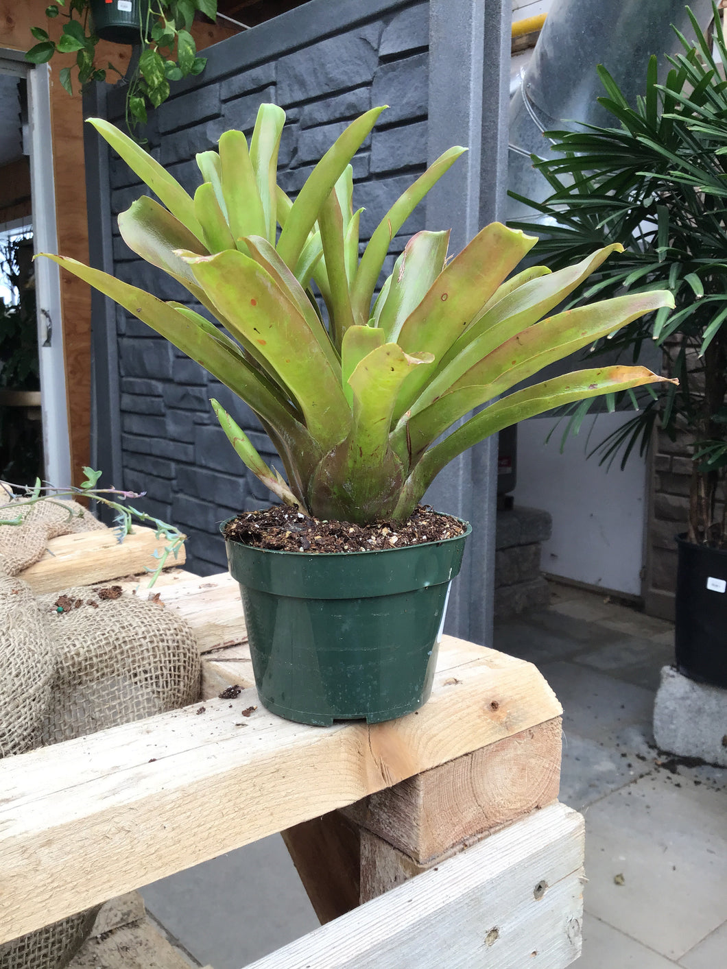 Bromeliad Fireball 4