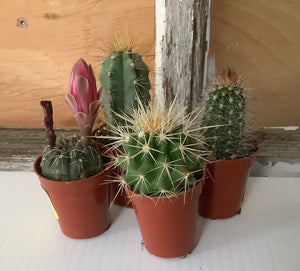 2" Cactus Succulent