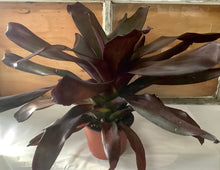 Load image into Gallery viewer, Bromeliad: Burgundy 4&quot;
