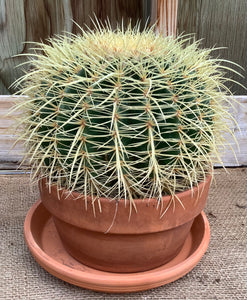 Barrel Cactus Terra Cotta Round