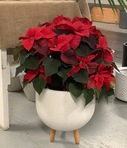 Poinsettia