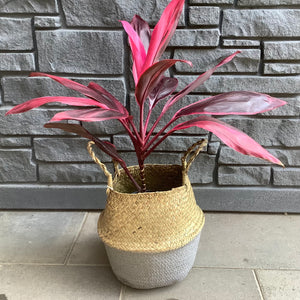 Cordyline: Red Sister 6"