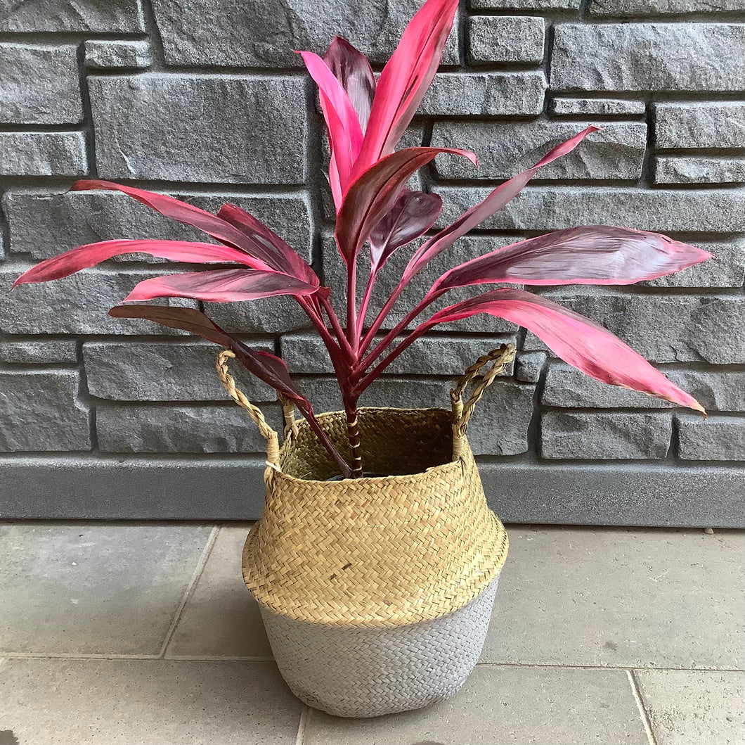 Cordyline: Red Sister 6